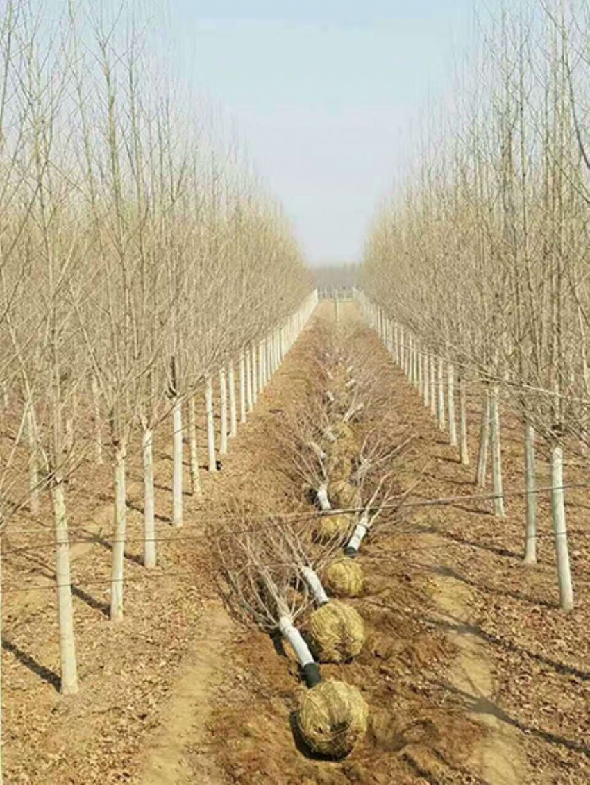 點擊查看詳細(xì)信息<br>標(biāo)題：法桐 閱讀次數(shù)：3215